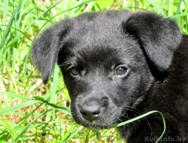 отдам щенка в хорошие руки - Изображение #2, Объявление #316790