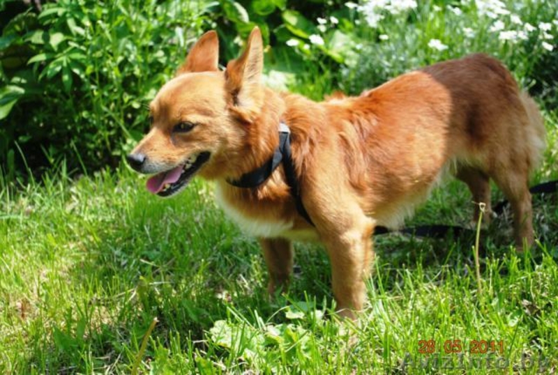 Крохотный песик Рыжик в дар - Изображение #3, Объявление #309982