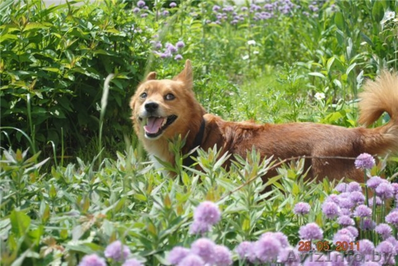 Крохотный песик Рыжик в дар - Изображение #2, Объявление #309982
