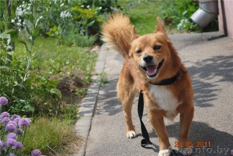 Крохотный песик Рыжик в дар - Изображение #4, Объявление #309982