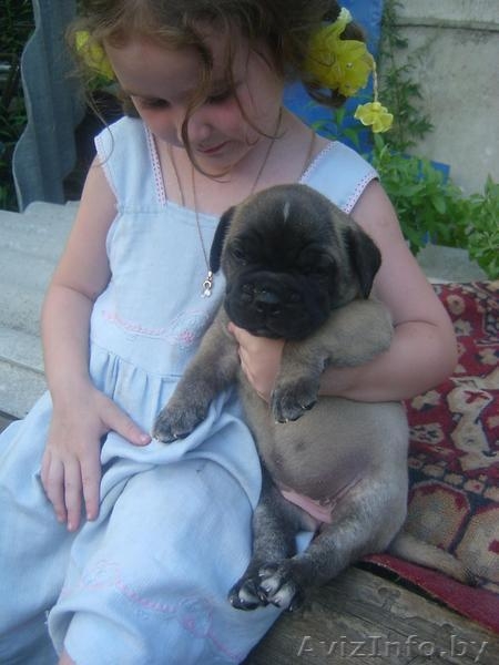 бульмастифа щенки - Изображение #2, Объявление #335465