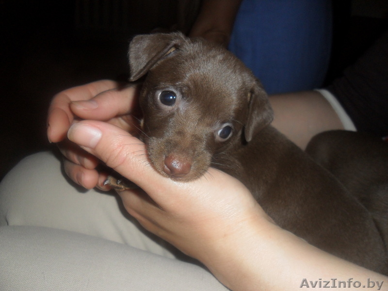 Той-терьер щенок - Изображение #2, Объявление #321469