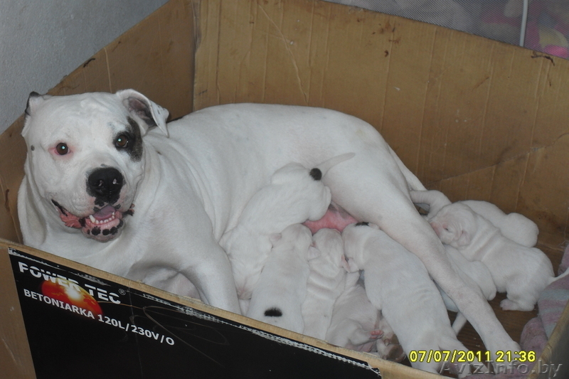 продам щенков американского бульдога - Изображение #2, Объявление #326282