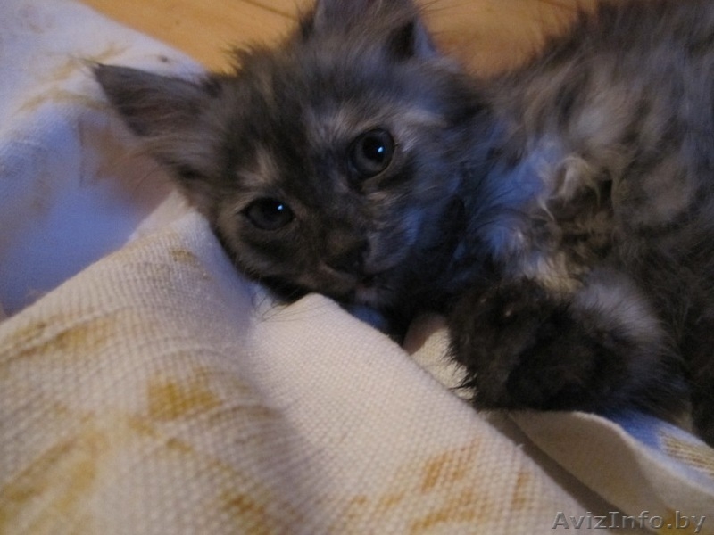 Котята в хорошие руки, отдам котят в дар - Изображение #2, Объявление #329787