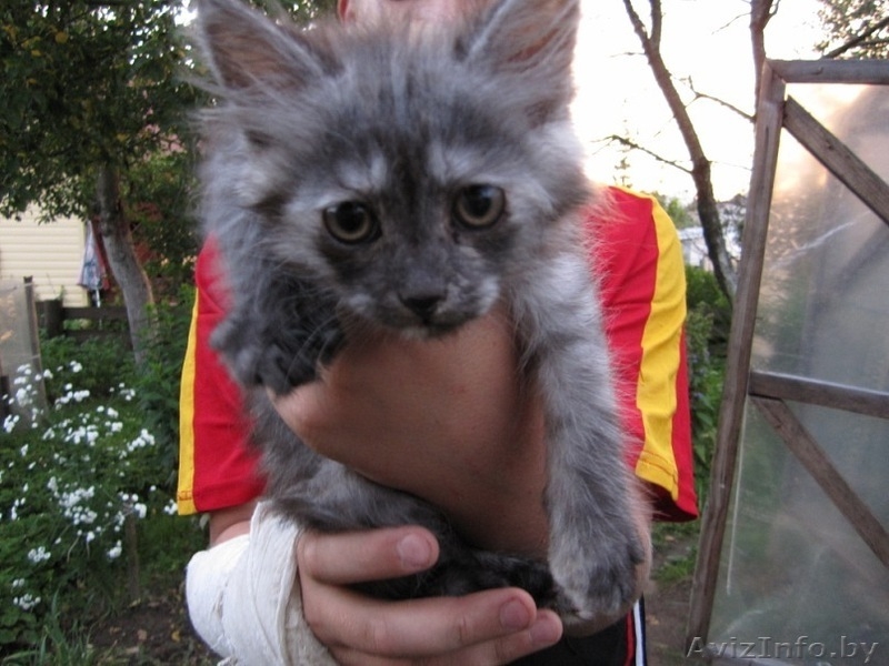 Котята в хорошие руки, отдам котят в дар - Изображение #1, Объявление #329787