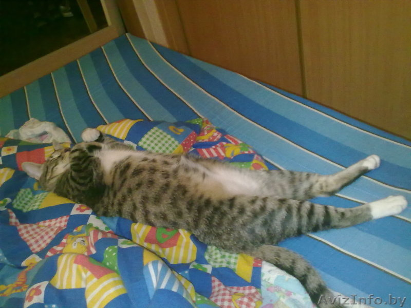 Отдам кота в добрые (!) руки - Изображение #1, Объявление #338690