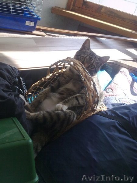 Отдам кота в добрые (!) руки - Изображение #6, Объявление #338690