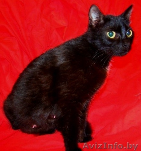 Миниатюрная черная красавица-кошка Маркиза  - Изображение #4, Объявление #344168