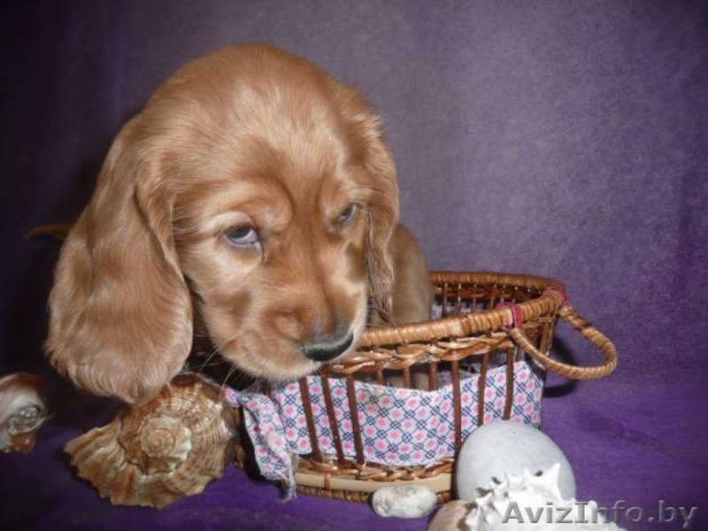 Щенки  англ.кокер.спаниель - Изображение #2, Объявление #362847