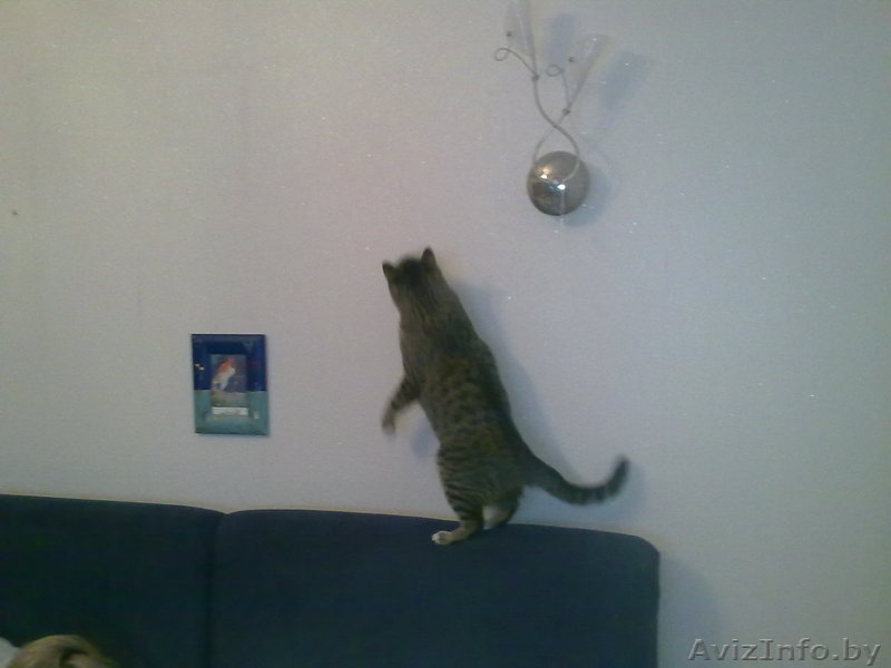 Отдам кота в добрые (!) руки - Изображение #2, Объявление #338690