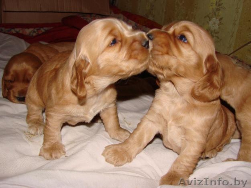 Щенки  англ.кокер.спаниель - Изображение #1, Объявление #362847