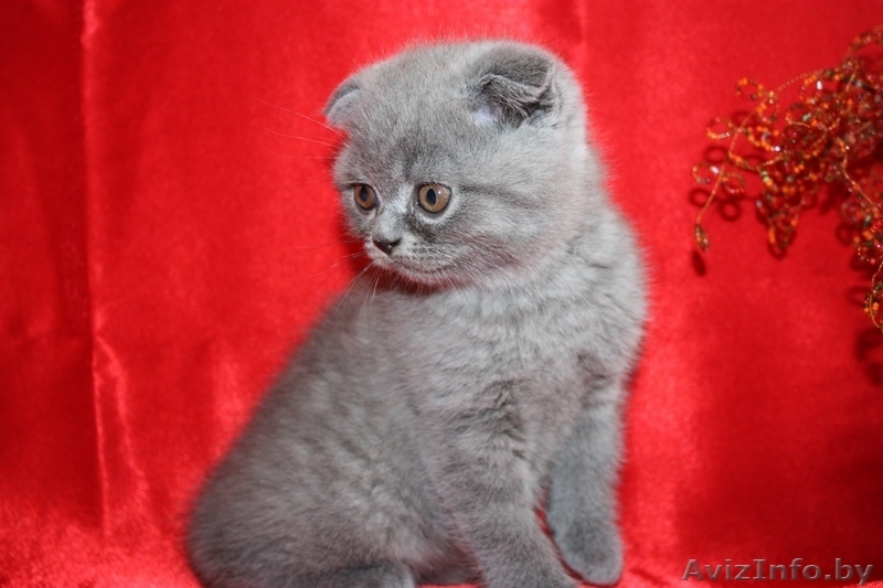 Шотландские вислоухие котята возраст 2мес. - Изображение #2, Объявление #361228