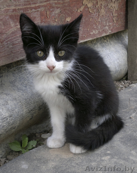 Котята ищут хозяев - Изображение #4, Объявление #366771