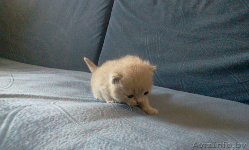 мурчащее предложение - Изображение #1, Объявление #364499