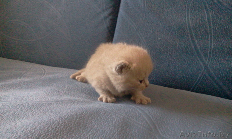 мурчащее предложение - Изображение #2, Объявление #364499