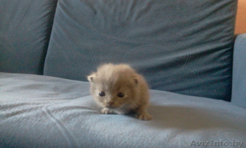 мурчащее предложение - Изображение #3, Объявление #364499