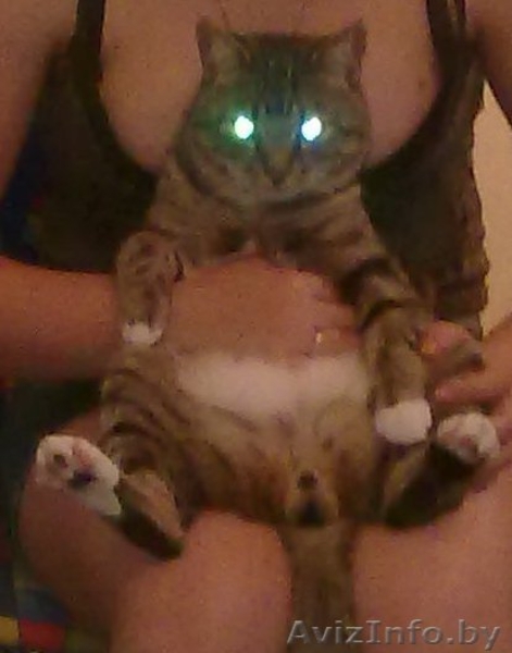 Отдам кота в добрые (!) руки - Изображение #5, Объявление #338690