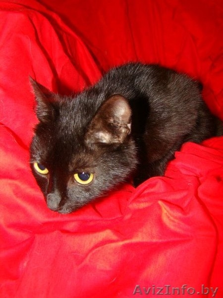 Миниатюрная черная красавица-кошка Маркиза  - Изображение #3, Объявление #344168