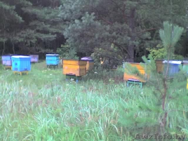 Продается пасека, мёд  - Изображение #1, Объявление #340652