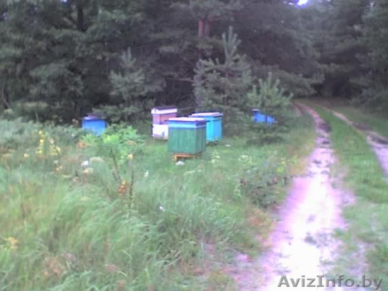Продается пасека, мёд  - Изображение #2, Объявление #340652