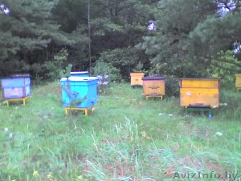 Продается пасека, мёд  - Изображение #3, Объявление #340652