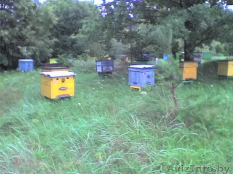 Продается пасека, мёд  - Изображение #4, Объявление #340652