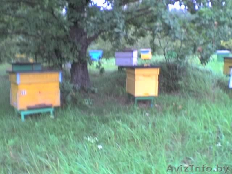 Продается пасека, мёд  - Изображение #5, Объявление #340652