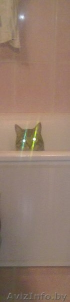 Отдам кота в добрые (!) руки - Изображение #4, Объявление #338690