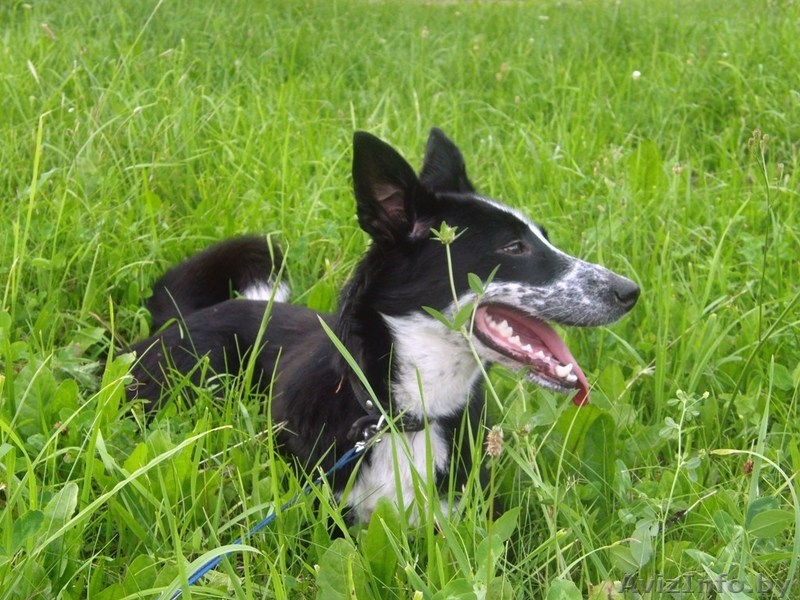 Минск, Антони Майя, dreamernat@yandex.ru, +375447110985 - Изображение #2, Объявление #342176