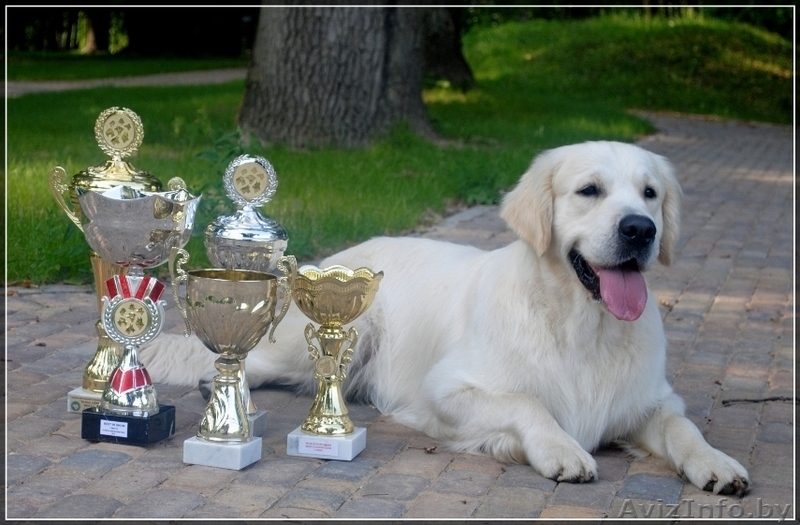 Щенки голден(золотистого) ретривера от титулованных родителей! - Изображение #1, Объявление #343579
