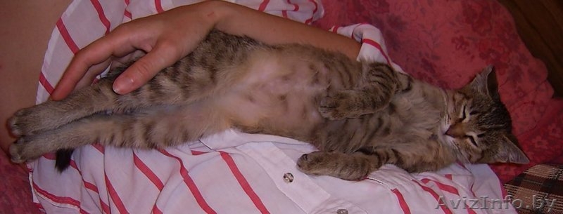 Самый ласковый и мурчащий котенок в дар  - Изображение #4, Объявление #347262