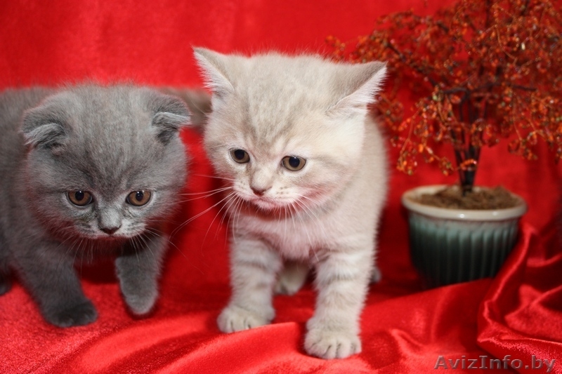 Шотландские вислоухие котята возраст 2мес. - Изображение #1, Объявление #361228