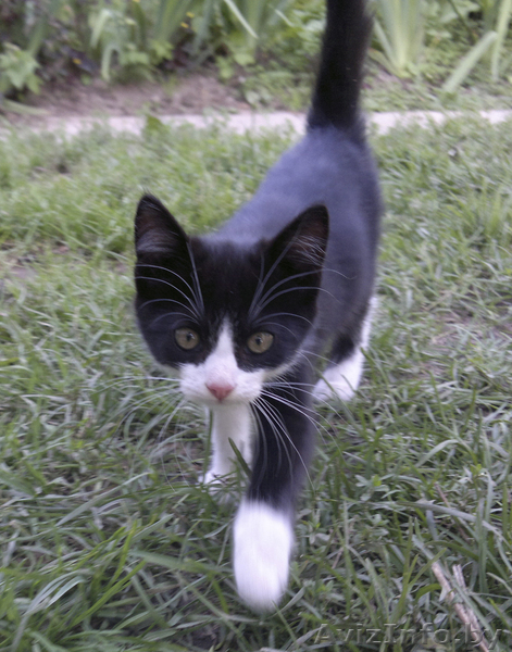 Котята ищут хозяев - Изображение #1, Объявление #366771