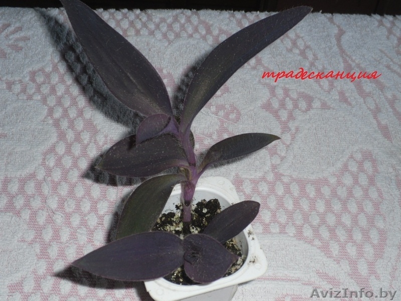 комнатные растения Курасовщина - Изображение #3, Объявление #340173