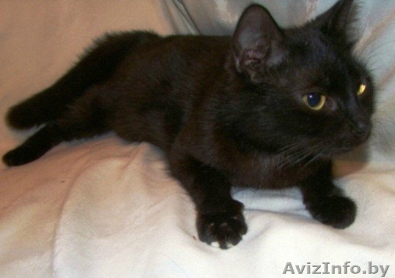 Миниатюрная черная красавица-кошка Маркиза  - Изображение #2, Объявление #344168