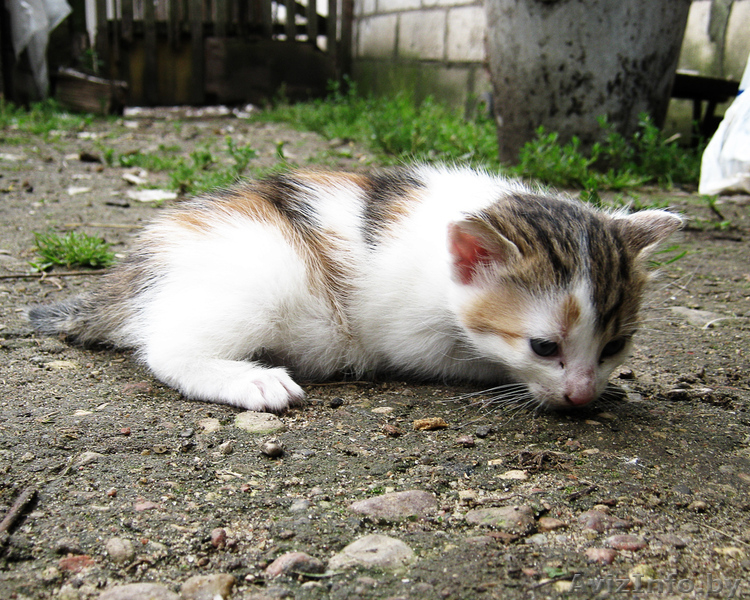 Отдам котят в хорошие руки, подарю - Изображение #2, Объявление #348933