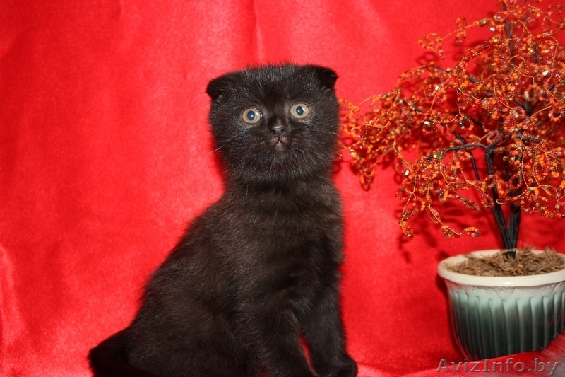 Шотландские вислоухие котята возраст 2мес. - Изображение #3, Объявление #361228