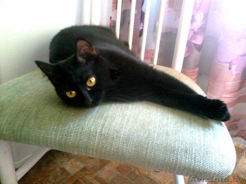 Черная кошка                                    - Изображение #3, Объявление #348752