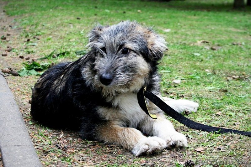 Небольшая собачка-щенок 8 месяцев  - Изображение #3, Объявление #344164