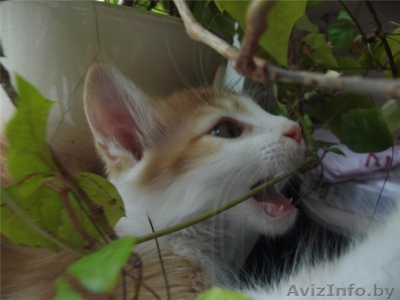 Котёнок Барни в дар, 80447110985 - Изображение #2, Объявление #342297