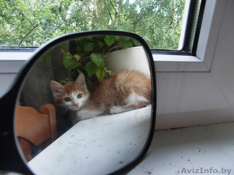 Котёнок Барни в дар, 80447110985 - Изображение #1, Объявление #342297