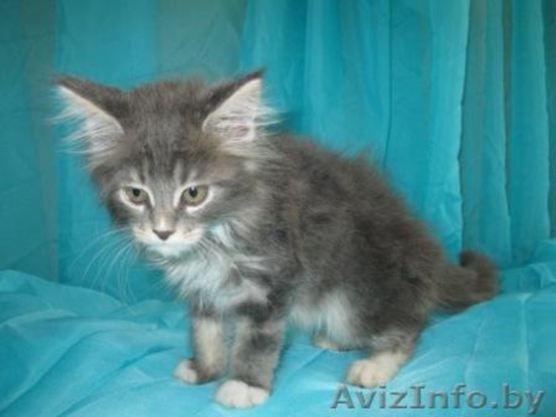 Мейн-кун котята. - Изображение #2, Объявление #364963