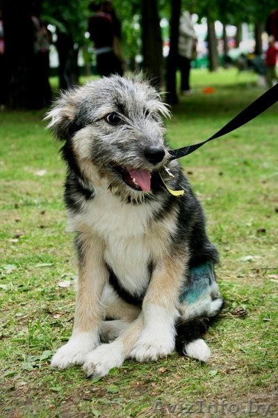 Небольшая собачка-щенок 8 месяцев  - Изображение #1, Объявление #344164