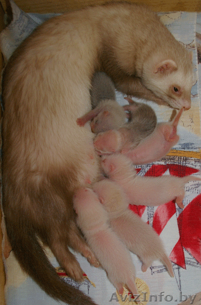 Хорек декоративный (Фретка) Питомник "Fluffy Brilliant" - Изображение #1, Объявление #340684