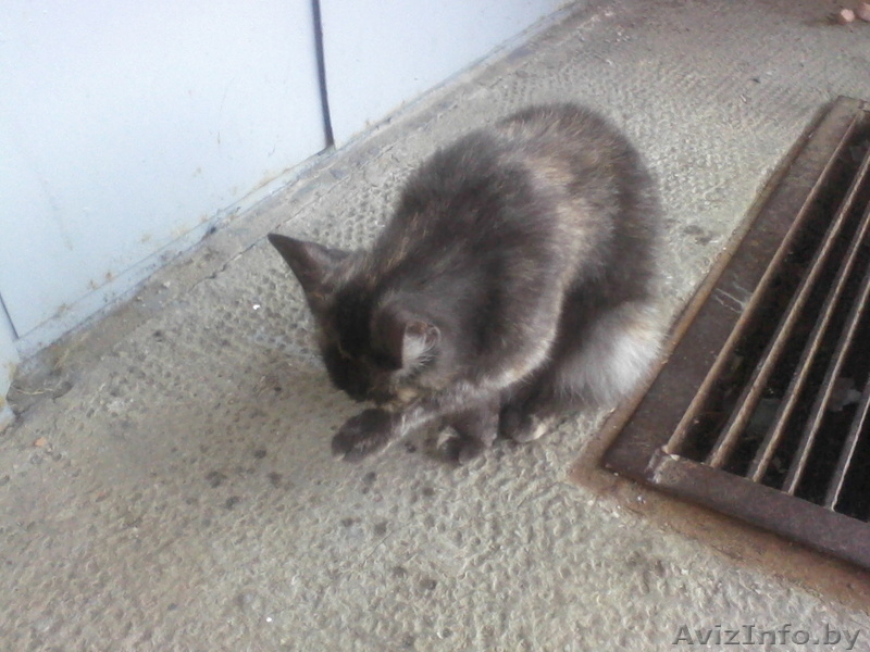 найдена кошечка (кот) в Уручье (Минск) - Изображение #1, Объявление #355805