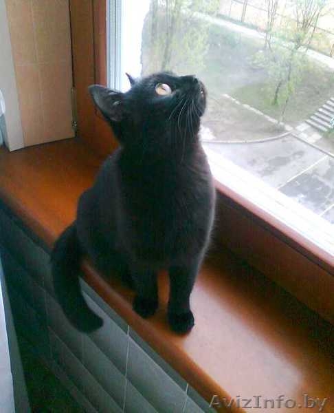 Черная кошка                                    - Изображение #4, Объявление #348752