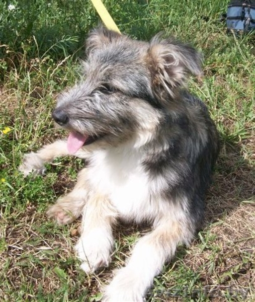 Небольшая собачка-щенок 8 месяцев  - Изображение #2, Объявление #344164