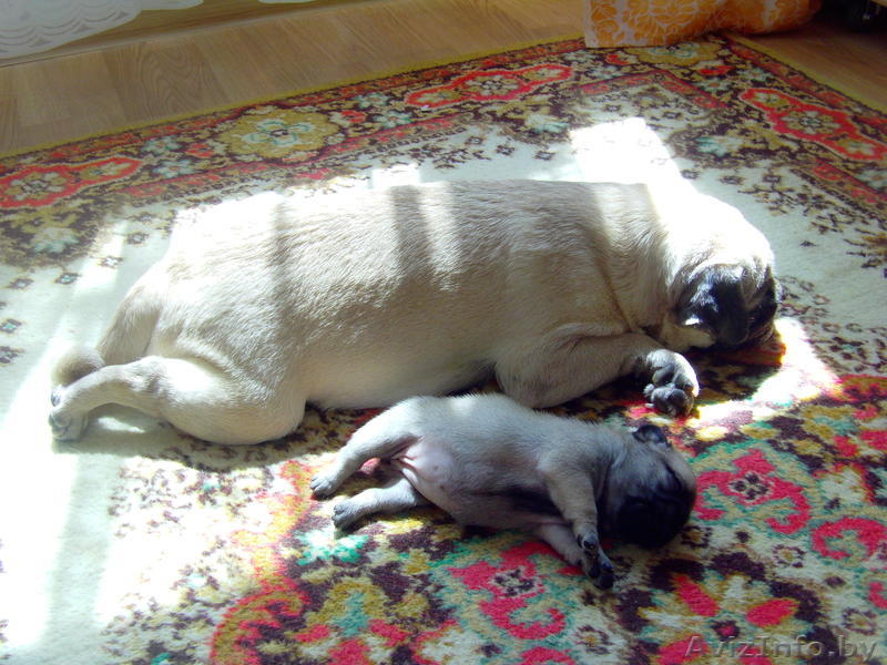 Мопса щенки продажа Минск - Изображение #3, Объявление #353625