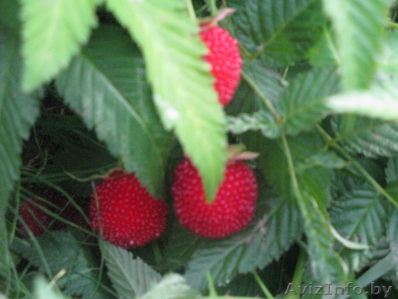 Гибрид малины и клубники - Изображение #3, Объявление #356233