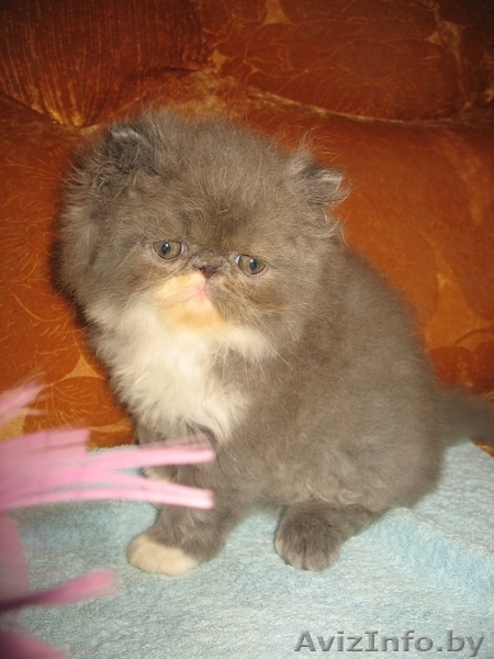 Персидские котята_____) - Изображение #3, Объявление #346337